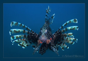 "Gypsy Queen"
Lionfish in the blue water. Canon 100 macr... by Aleksandr Marinicev 